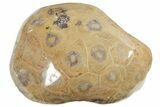 Polished Fossil Coral (Actinocyathus) From Morocco - 2" to 2 1/2" - Photo 4